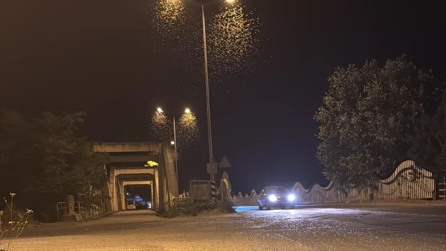 Sakarya'da Ölüme İniş Yapan Birgün Sinekleri Zor Anlar Yaşattı