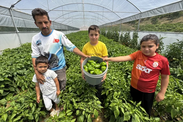 Keban Biberi Seralarda Yeni Başarılar Yaratıyor