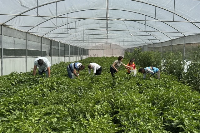Keban Biberi Seralarda Yeni Başarılar Yaratıyor