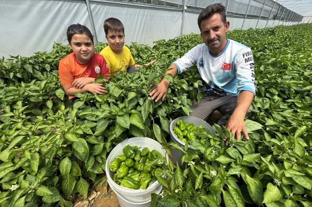 Keban Biberi Seralarda Yeni Başarılar Yaratıyor