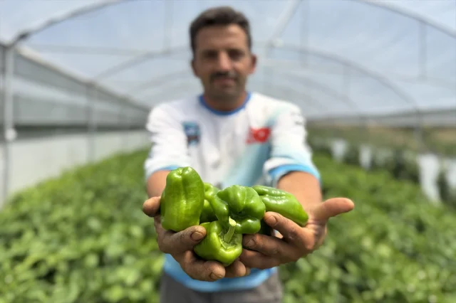 Keban Biberi Seralarda Yeni Başarılar Yaratıyor