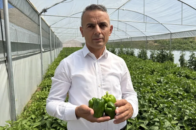 Keban Biberi Seralarda Yeni Başarılar Yaratıyor