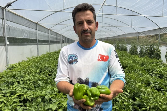 Keban Biberi Seralarda Yeni Başarılar Yaratıyor