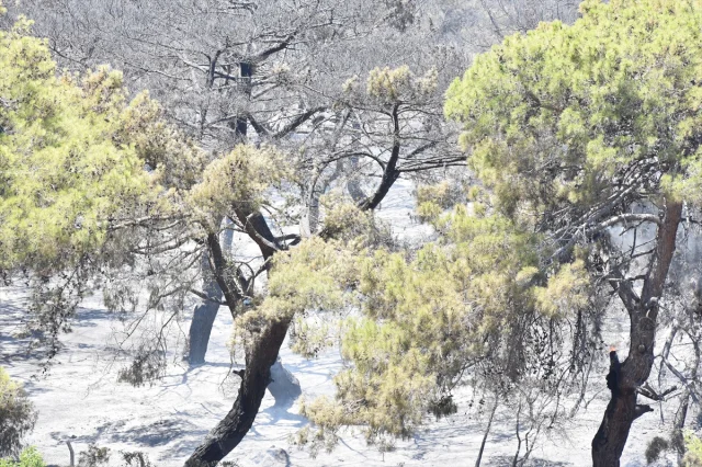 Antalya’da Muratpaşa'daki Orman Yangını Başarıyla Söndürüldü