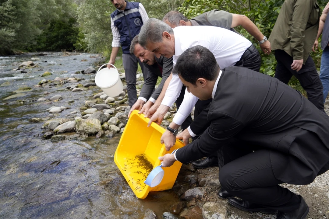 Çit Deresi'nde Alabalık Bereketi: 10 Bin Yavru Doğayla Buluştu