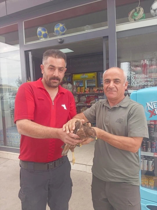 Şırnak'ta Yaralı Bulunan Kızıl Şahinler İçin Tedavi Süreci Başladı