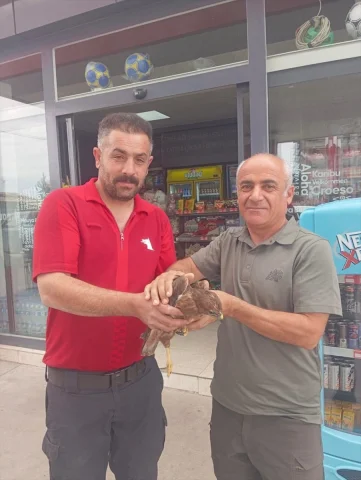 Şırnak'ta Yaralı Bulunan Kızıl Şahinler İçin Tedavi Süreci B...