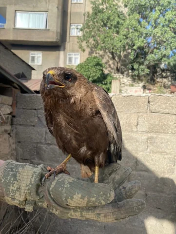 Şırnak'ta Yaralı Bulunan Kızıl Şahinler İçin Tedavi Süreci Başladı