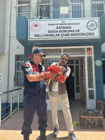 Batman'da Jandarmanın Yaralı Bulduğu Şahin Koruma Altında