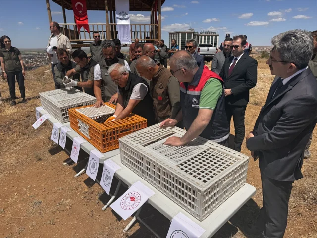 Aksaray'da Doğa Koruma Çalışmaları Sürüyor: 500 Kınalı Kekli...