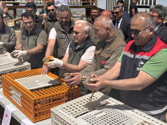 Aksaray'da Doğa Koruma Çalışmaları Sürüyor: 500 Kınalı Keklik Salındı