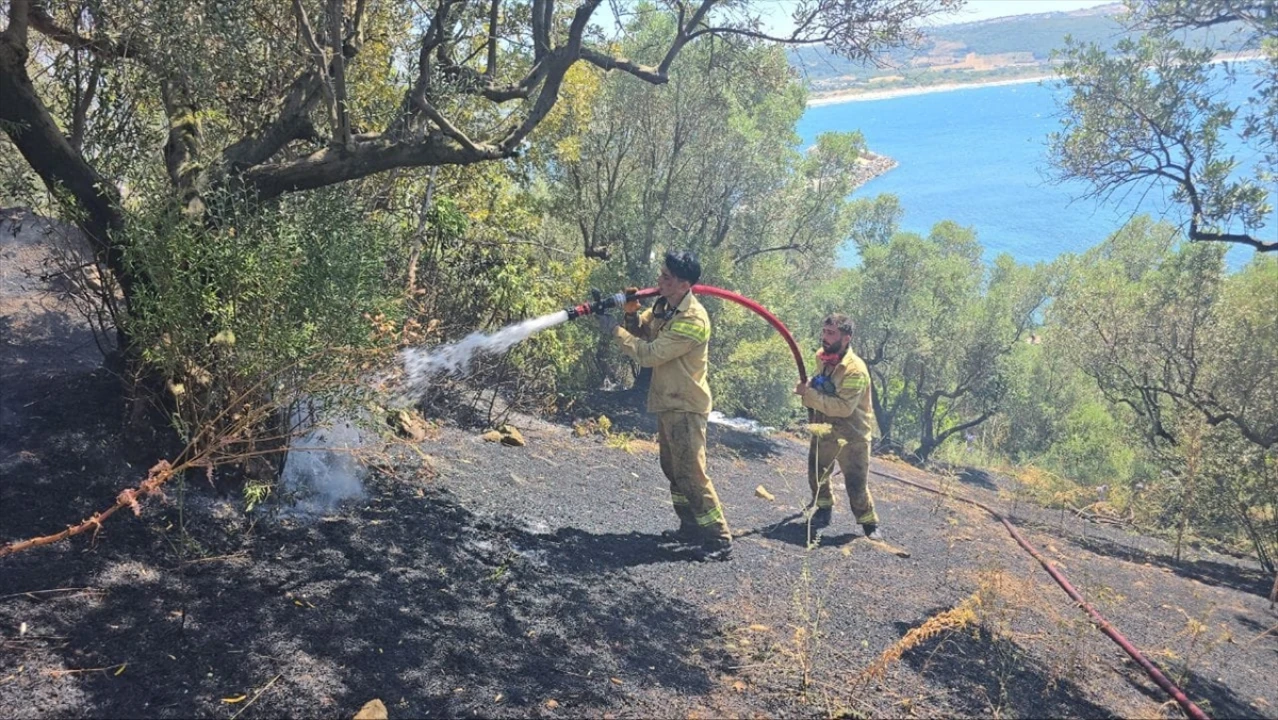 Bursa'da Zeytinlik Yangını Hızla Kontrol Altına Alındı