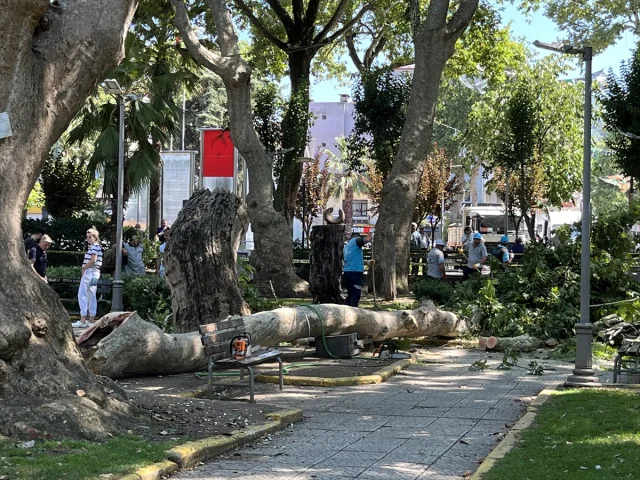 Kocaeli'de Yaşanan Kaza Ağacın Altında Kalan 3 Kişiyi Yaraladı