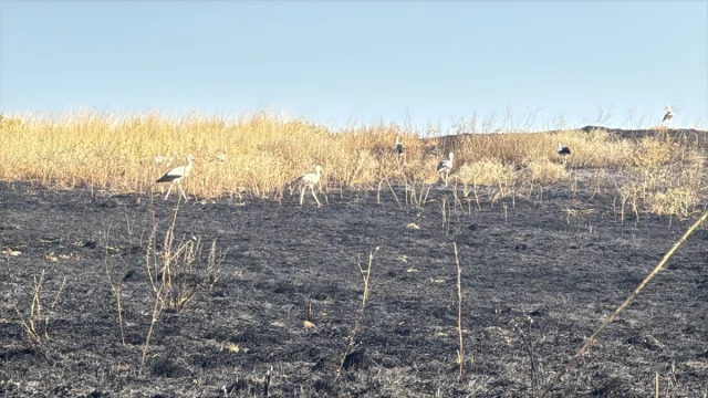 Edirne'de Buğday Tarlasındaki Yangın Hızla Söndürüldü