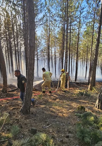 Çankırı Ilgaz'da Orman Yangını Başarıyla Söndürüldü