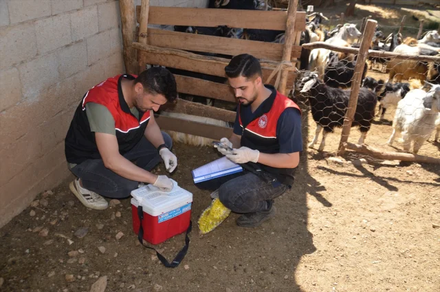 Muş'ta Küçükbaş Hayvanlar İçin Dev Aşılama ve Kayıt Operasyonu