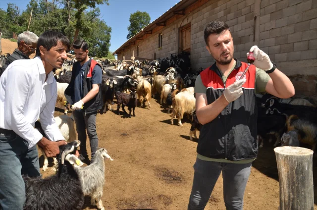 Muş'ta Küçükbaş Hayvanlar İçin Dev Aşılama ve Kayıt Operasyonu