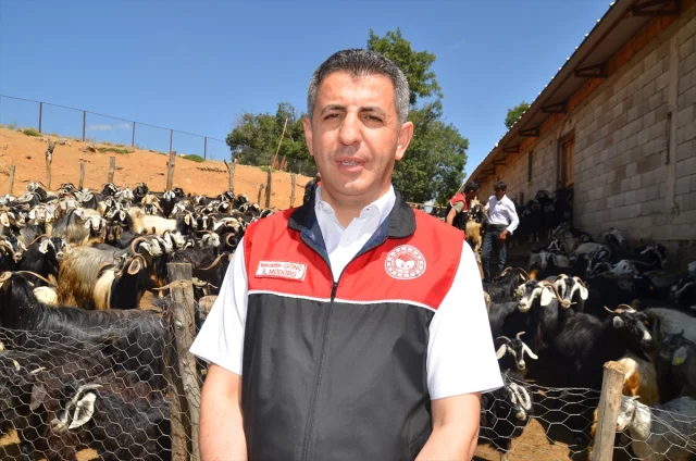 Muş'ta Küçükbaş Hayvanlar İçin Dev Aşılama ve Kayıt Operasyonu