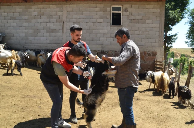 Muş'ta Küçükbaş Hayvanlar İçin Dev Aşılama ve Kayıt Operasyonu