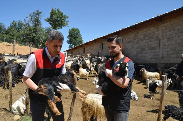 Muş'ta Küçükbaş Hayvanlar İçin Dev Aşılama ve Kayıt Operasyonu