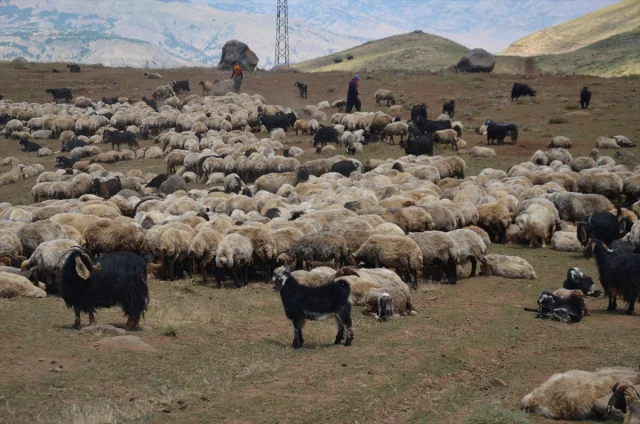 Muş'ta Küçükbaş Hayvanlar İçin Dev Aşılama ve Kayıt Operasyonu