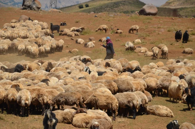 Muş'ta Küçükbaş Hayvanlar İçin Dev Aşılama ve Kayıt Operasyonu
