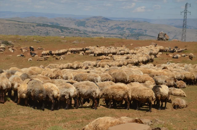 Küçükbaş hayvan satışı için ihale tarihi belli oldu