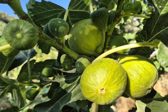 Manisa'nın Ünlü Yediveren İnciri Hasat Ediliyor