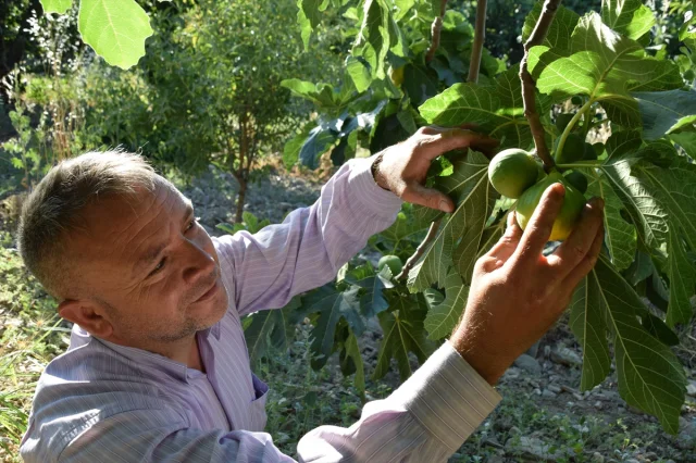 Manisa'nın Ünlü Yediveren İnciri Hasat Ediliyor