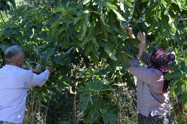 Manisa'nın Ünlü Yediveren İnciri Hasat Ediliyor