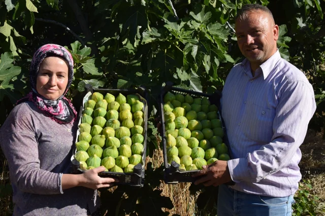 Manisa'nın Ünlü Yediveren İnciri Hasat Ediliyor