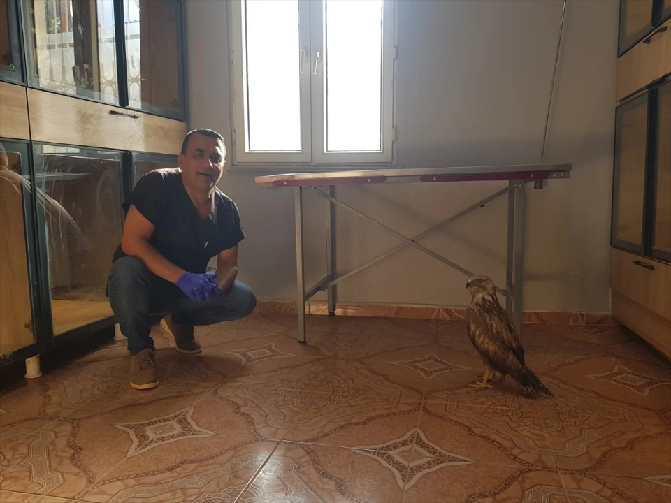 Kızıl Şahine Yeni Ev: Gaziantepli Veterinerin Sahiplenme Hikayesi