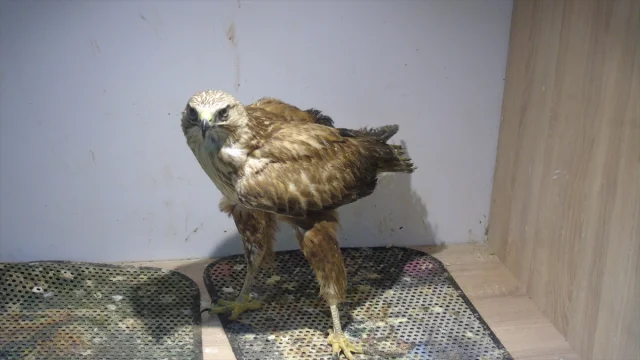 Kızıl Şahine Yeni Ev: Gaziantepli Veterinerin Sahiplenme Hikayesi