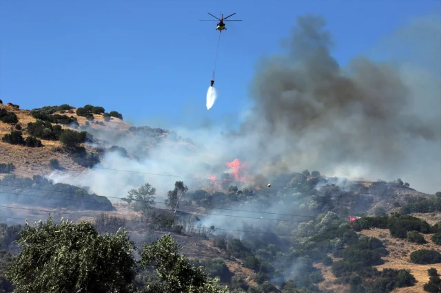 Aydın'da Zeytinlik Yangını: Ekipler Mücadele Ediyor
