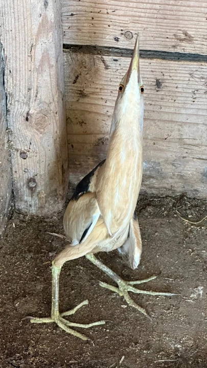 Karabük'te Nadide Bir Kuş Türü Olan Bayağı Balaban Kurtarıldı