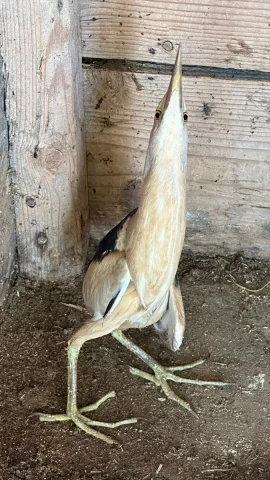 Karabük'te Nadide Bir Kuş Türü Olan Bayağı Balaban Kurtarıldı