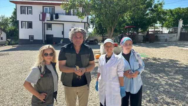 Karabük'te Nadide Bir Kuş Türü Olan Bayağı Balaban Kurtarıldı