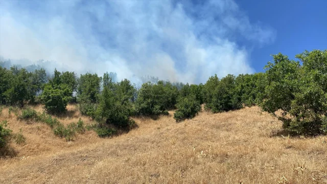 Bingöl'de Orman Yangını Başarıyla Kontrol Altına Alındı