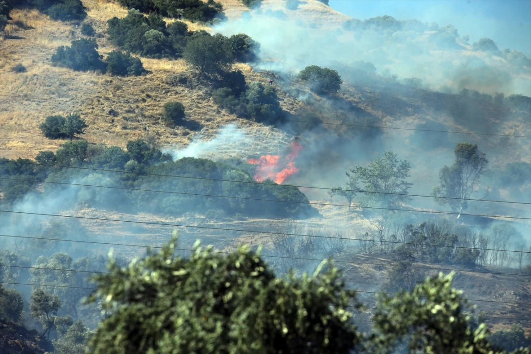 Aydın'da Zeytinlik Alandaki Yangın Hızla Kontrol Altına Alındı