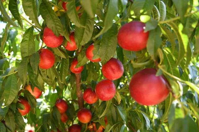 Lapseki'nin Coğrafi İşaretli Şeftalisinde Yeni İhracat Hedef...