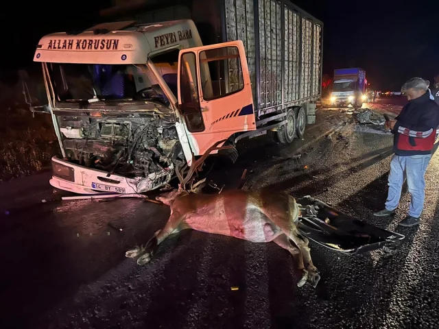 Bolu'da Hayatını Kaybeden Sürücü ve Hızla Artan Vahşi Yaşam Kazaları