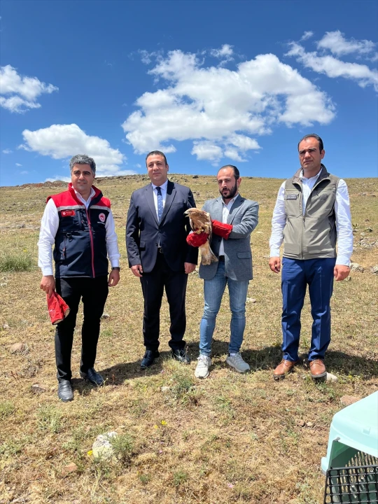 Erzurum'da Yaralı Bulunan Şahin Yeniden Doğada