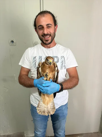 Erzurum'da Yaralı Bulunan Şahin Yeniden Doğada