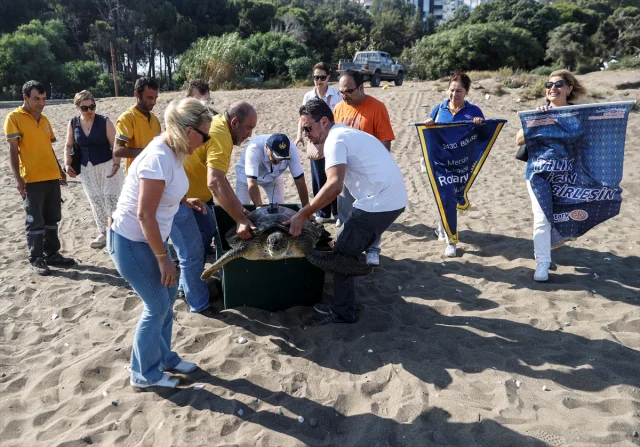 Uyduyla İzlenen Yeşil Deniz Kaplumbağası Alata Mersin'de Yol...