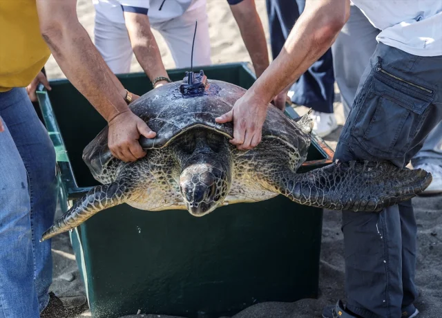 Uyduyla İzlenen Yeşil Deniz Kaplumbağası Alata Mersin'de Yola Çıktı