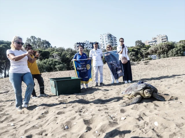 Uyduyla İzlenen Yeşil Deniz Kaplumbağası Alata Mersin'de Yola Çıktı