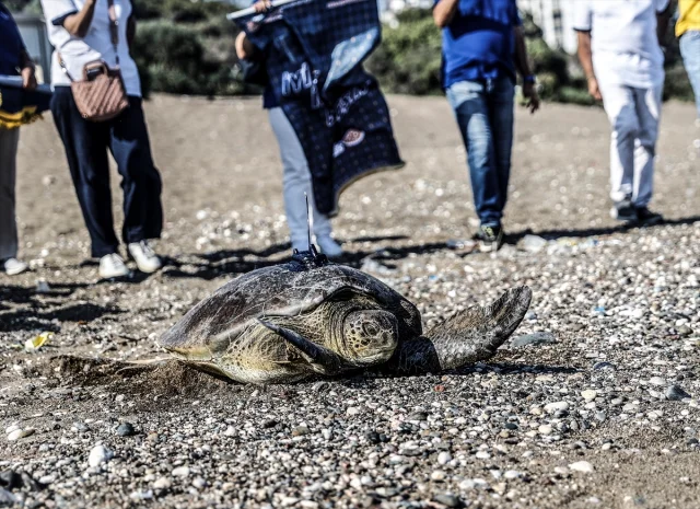 Uyduyla İzlenen Yeşil Deniz Kaplumbağası Alata Mersin'de Yola Çıktı