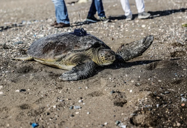 Uyduyla İzlenen Yeşil Deniz Kaplumbağası Alata Mersin'de Yola Çıktı