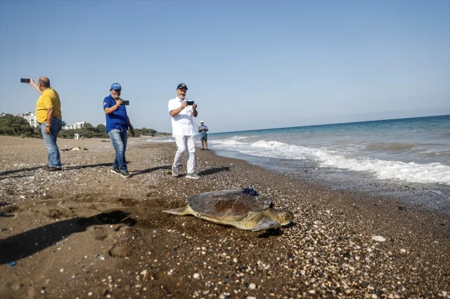 Uyduyla İzlenen Yeşil Deniz Kaplumbağası Alata Mersin'de Yola Çıktı