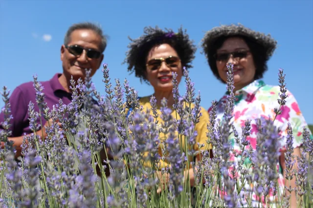 Isparta'nın Lavanta Tarlaları Turistleri Büyülüyor